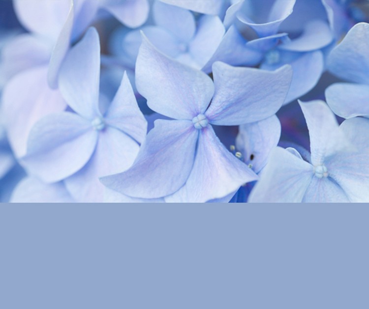 couleur-pantone-2016-rose-quartz-serenity-hortensia-bleu