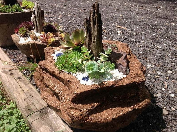rocaille-jardin-miniature-plantes-grasses-conesils-photos-inspirantes