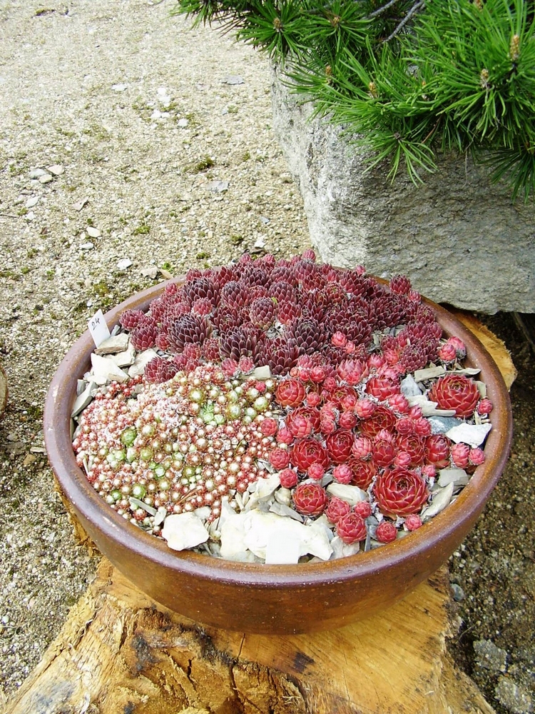 rocaille jardin miniature pot-rond-argile-plantes-succulentes-rouges