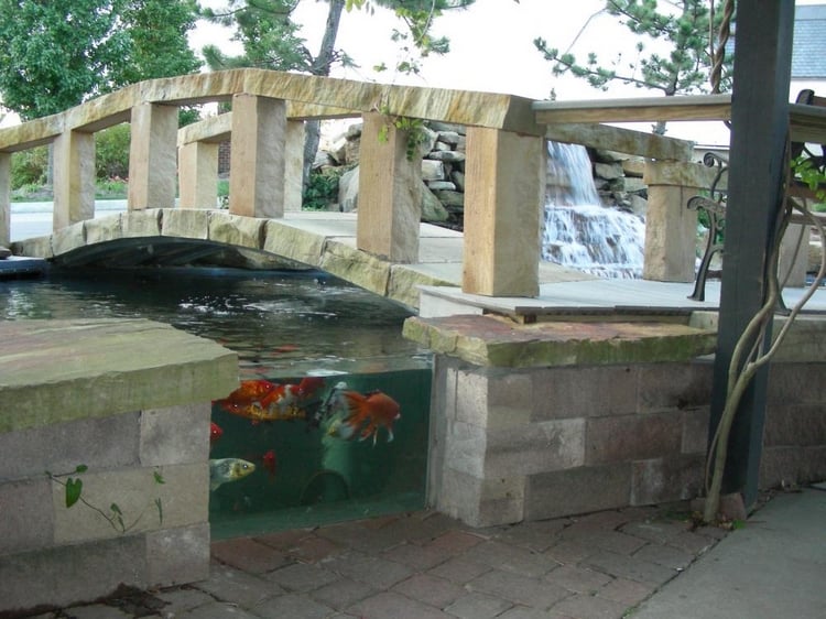 carpes-koi-bassin-poisson-paroi-transparente-verre-murs-pont-pierre