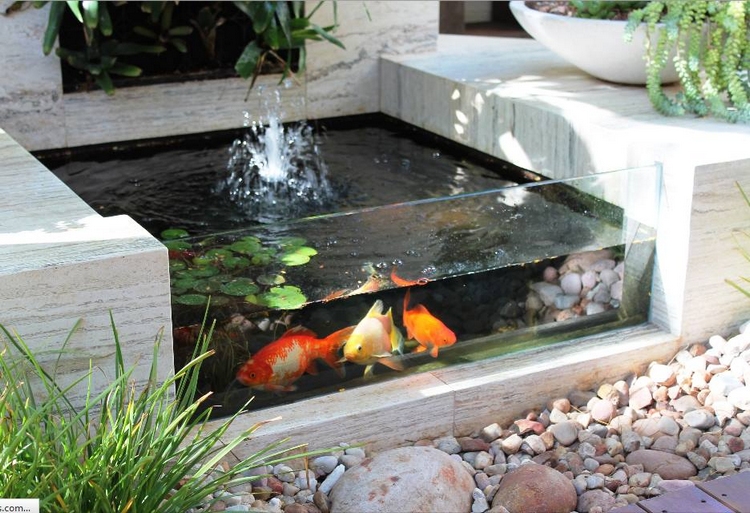 carpes-koi-petit-bassin-poisson-fontaine-paroi-verre-transparent