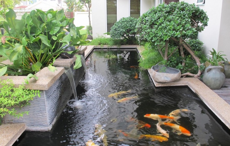 carpes koï bassin de jardin cascades-plantes-aquatiques