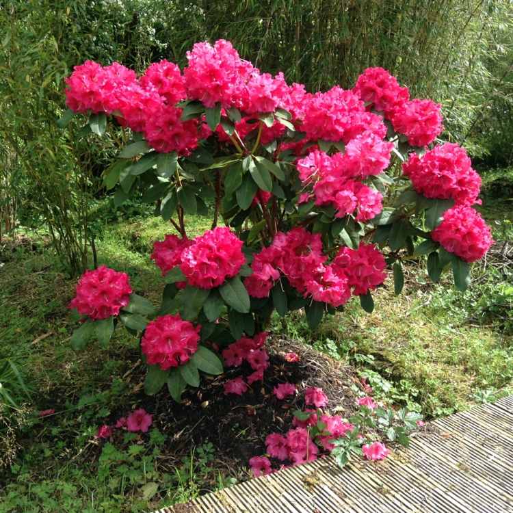 création de jardin –rhododendron-arbre-ornement