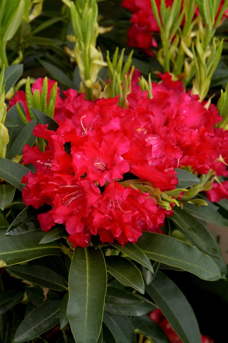 création de jardin –rhododendron-fleurs-rouges