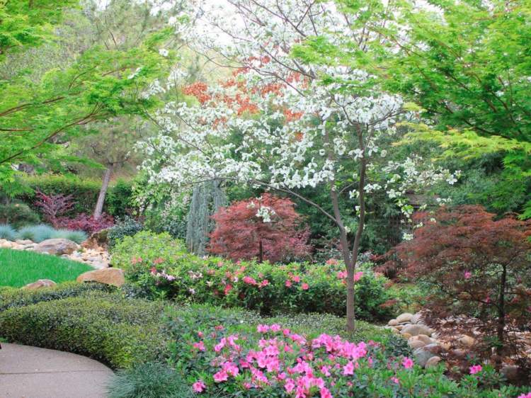 création de jardin –style-asiatique-érable-Japon-fleurs-roses-arbre-fleurs