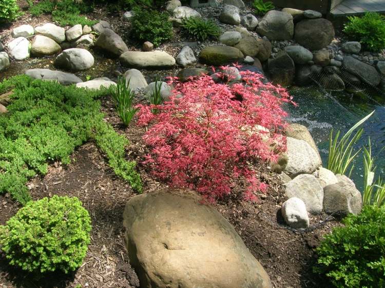 création de jardin –style-asiatique-érable-Japon-rouge-conifères-cascade-jardin