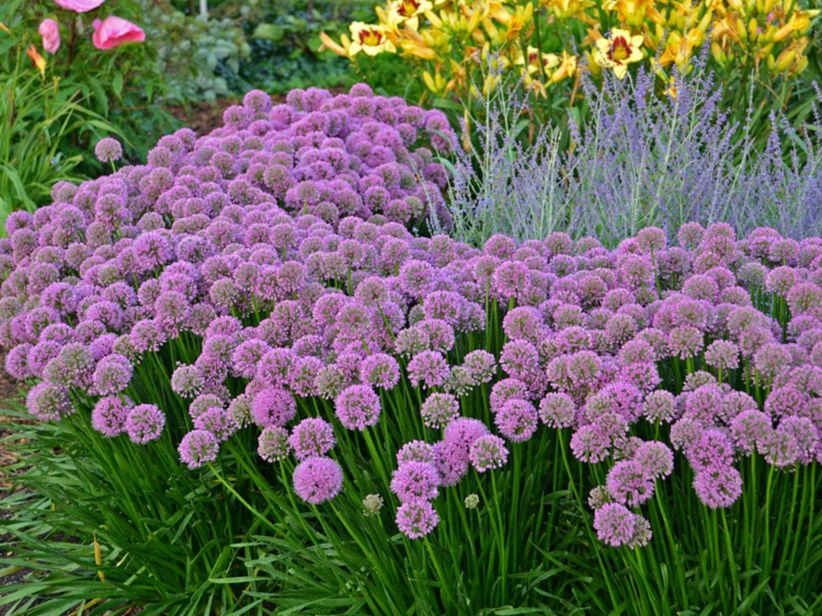 création de jardin –style-campagnard-alliums-lilas