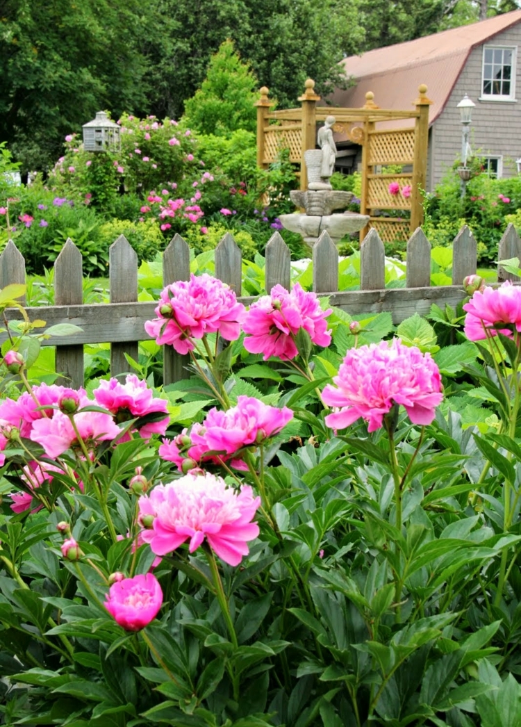 création de jardin –style-campagnard-pivoines-fleurs-roses