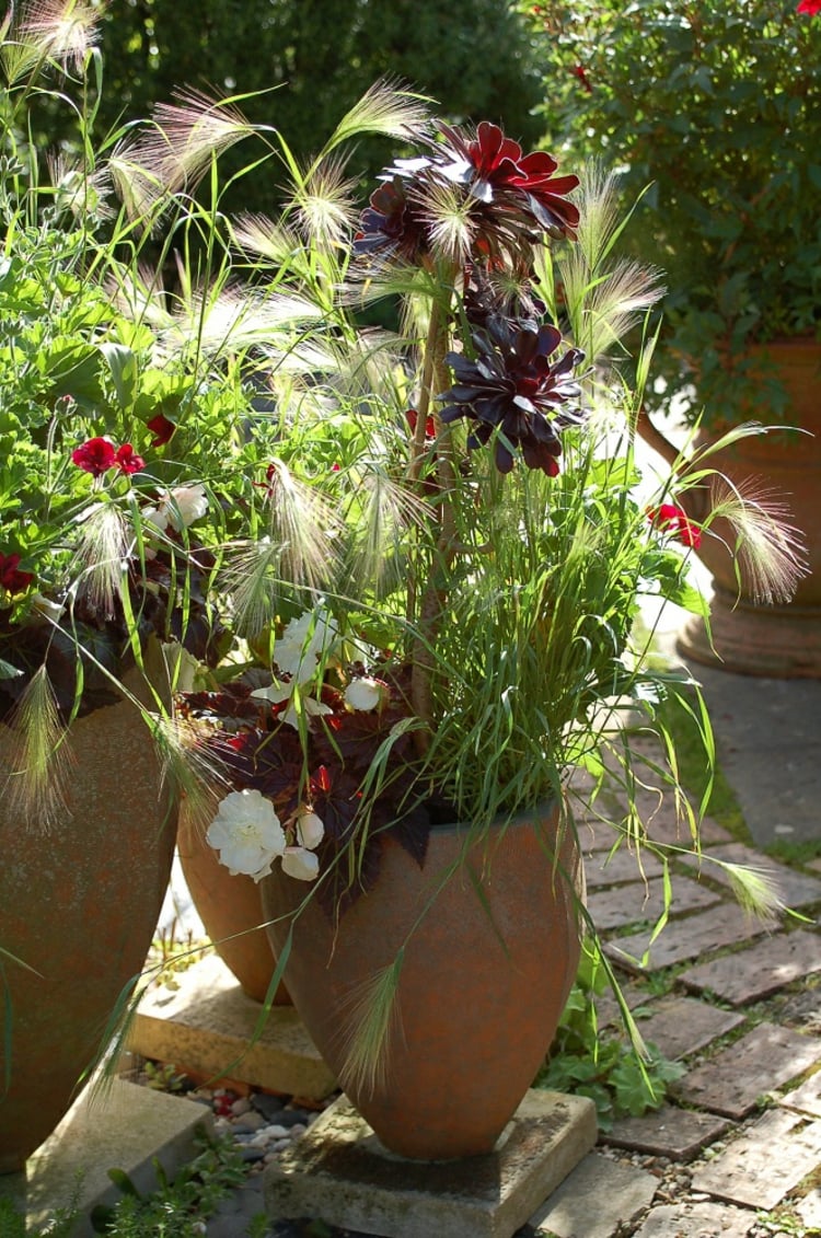 graminées-décoratives-fleurs-colorées-pots-terres-cuite-méditerranéen
