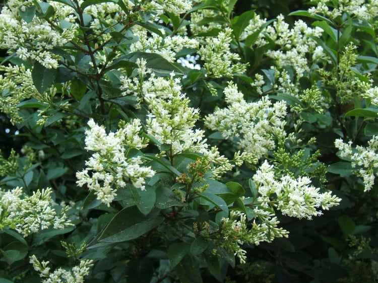 haie-troène Ligustrum Vulgare petites fleurs blanches-tendres-parfumées