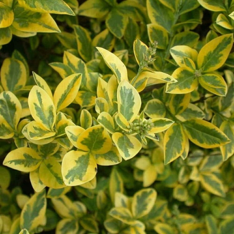 haie-troène-espèce-Ligustrum-vulgare-Aureum-feuilles-jaunes