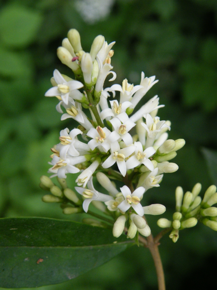 haie-troène-gros-plan-corolle-petites-fleurs-blanches-odorantes