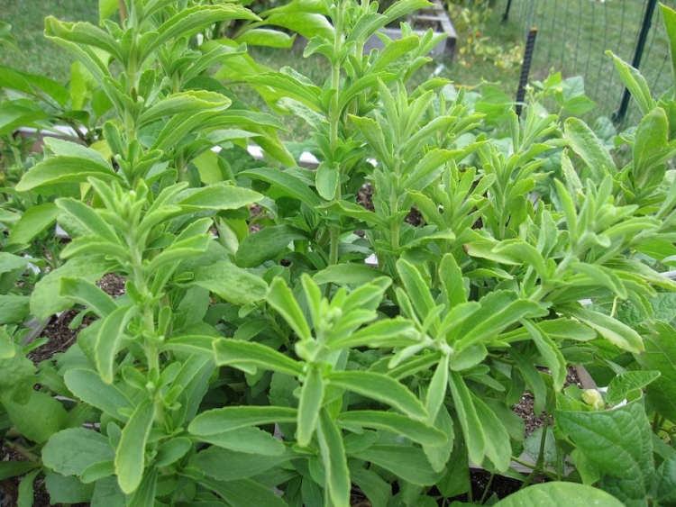 herbes-aromatiques-plantes-stevia-cultiver-potager