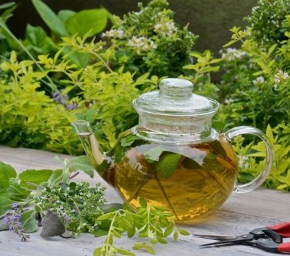 herbes aromatiques propriétés-médicinales-cuisine-jardin