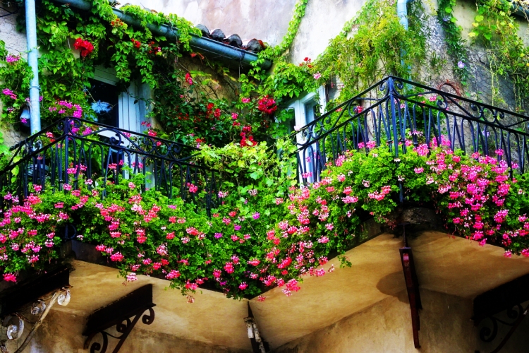 jardin-balcon-balustrade-fer-noir-pétinias-roses