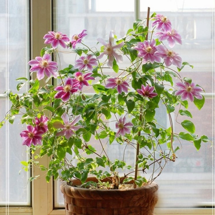 jardin-balcon-clématis-hybridas-pot-osier-bord-fenêtre