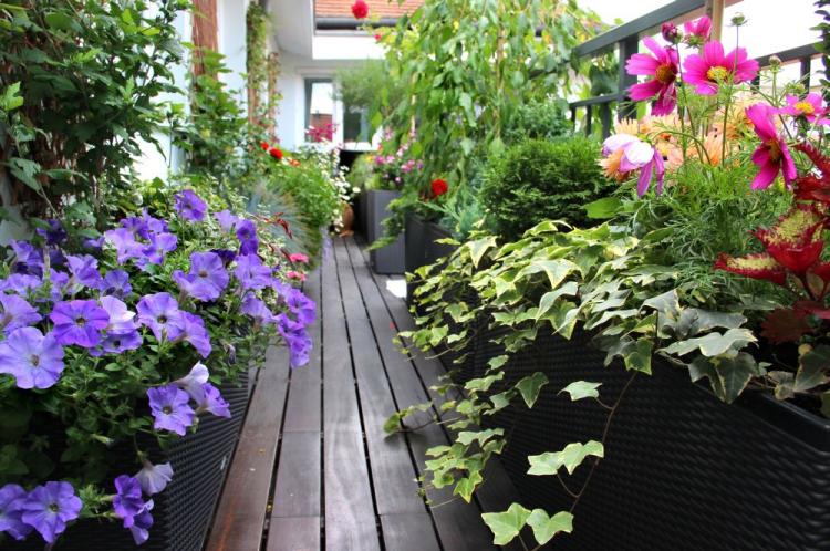 jardin-balcon-fleurs-multcolores-plantes-terrasse-bois