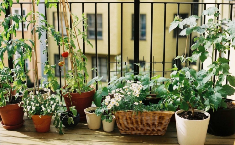 jardin-balcon-plantes-pots-fleurs-blanches-pots-blanc-neige