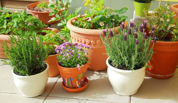 jardin-balcon-pot-céramique-vernissée-argile-robuste
