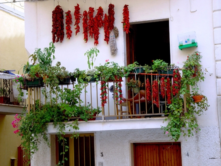 jardin-balcon-potager-concombres-poivrons-rouges