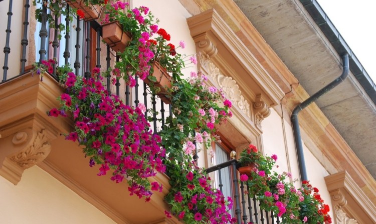 jardin-balcon-pétunias-roses-romantiques-provence