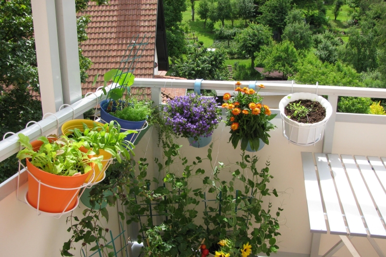 jardin balcon sud-fleurs-plantes-vertes-pots-colorés
