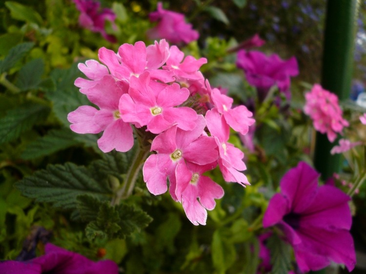 Jardin balcon réussi idées d'aménagement et astuces déco ! Décor Balcon Parisien