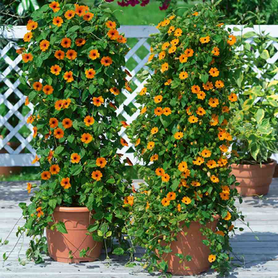 jardin balcon yeux-noirs-susanne-idées-déco