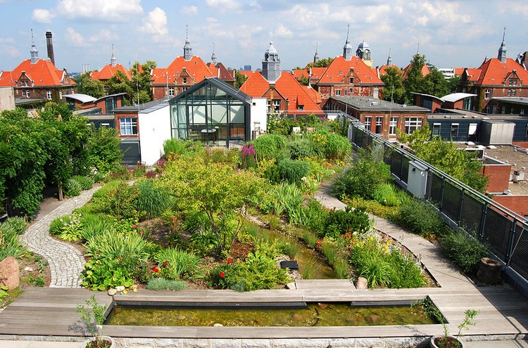 jardin sur le toit -fleurs-graminees-ornementales-bassin-jardin