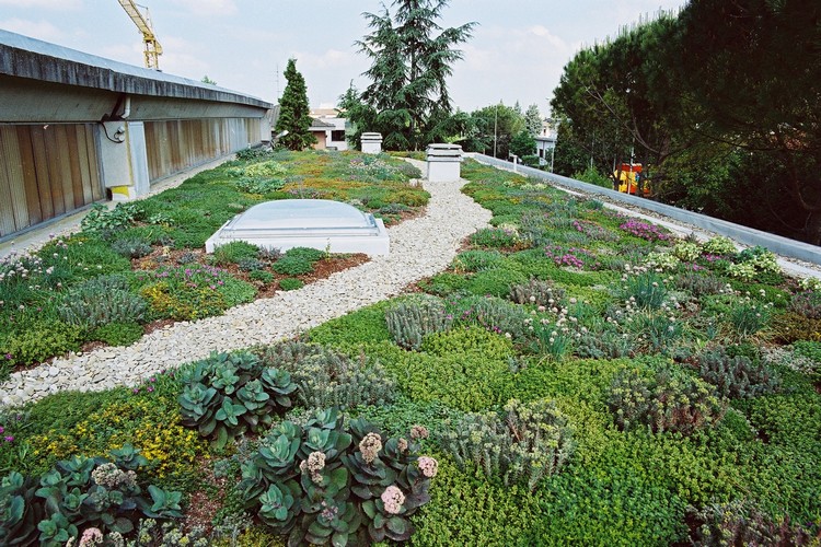 jardin sur le toit -plantes-couvre-sol-succulentes