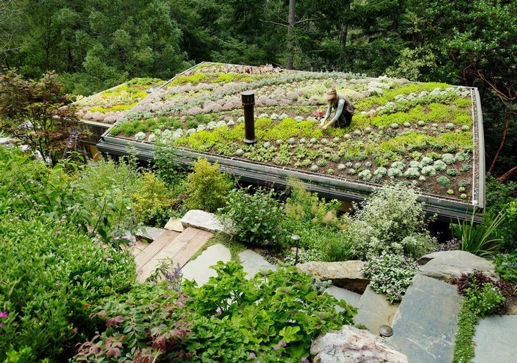 jardin sur le toit -potager-arbustes