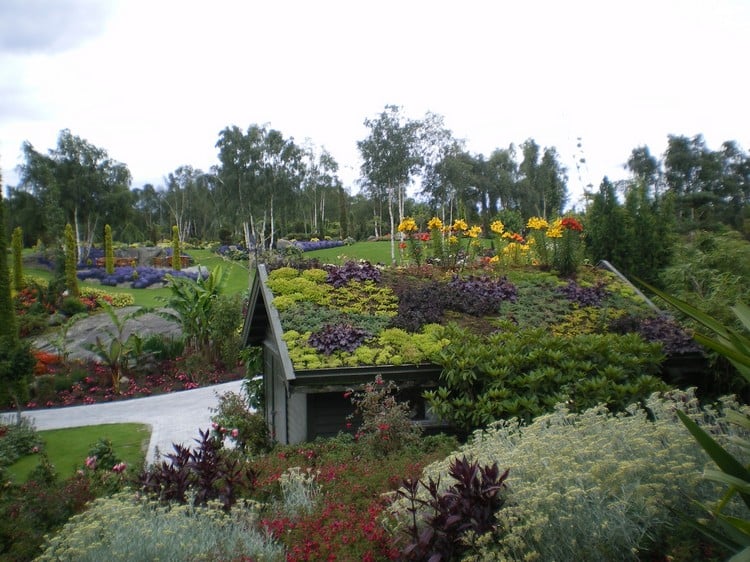 jardin sur le toit –terrasse-plantes-couvre-sol-fleurs