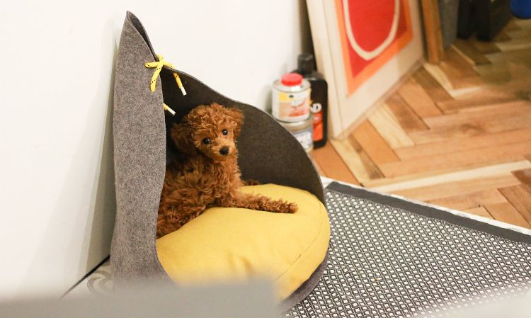 lit pour chien -design-feutre-gris-coussin-jaune-MARRON