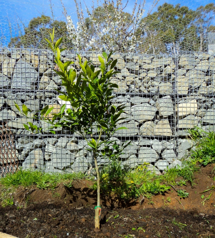 mur-gabion-grands-blocs-roches-cages-métalliques-jardinet-contemporain