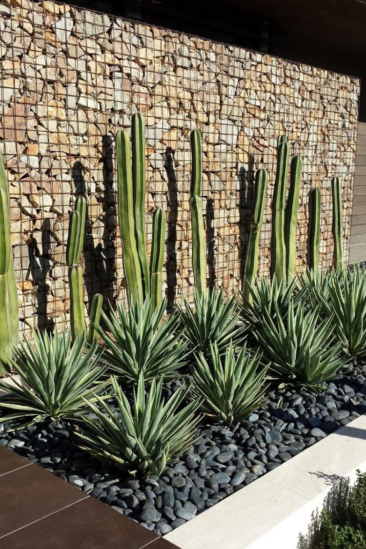 mur gabion pierre naturelle cactus-agaves-galets-jardin-contemporain