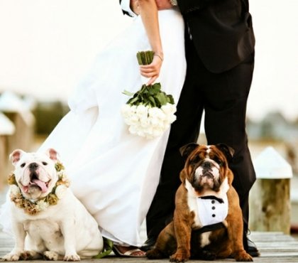 photos de mariage bulldogge-habillé-frack-couronne