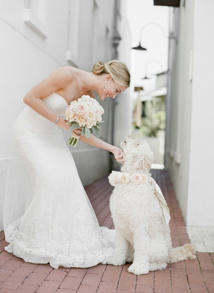 photos de mariage chien-blanc-collier-fleurs-blanches