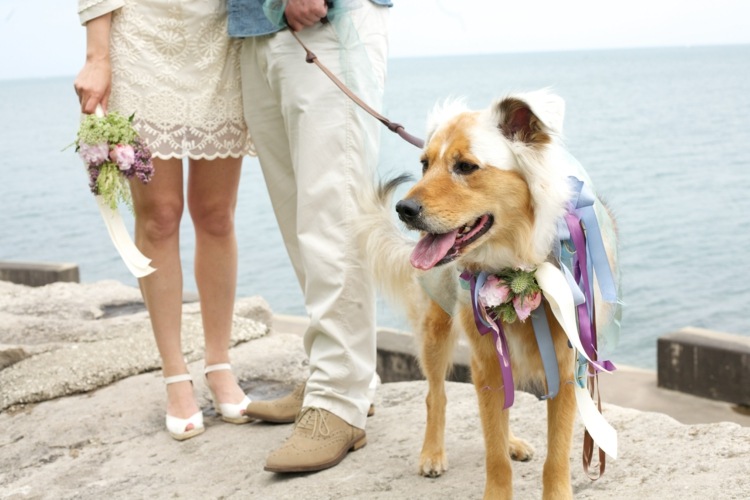 photos-mariage-vintage-chien-décoré-collier-pendentif