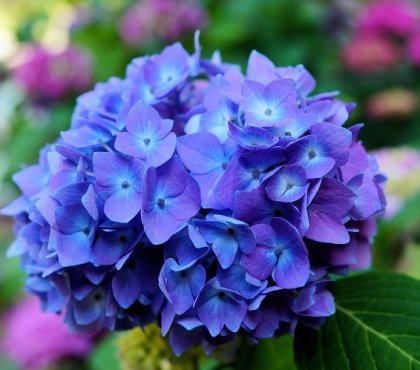 plante-toxique-hortensia-bleu-arbuste-dangereux