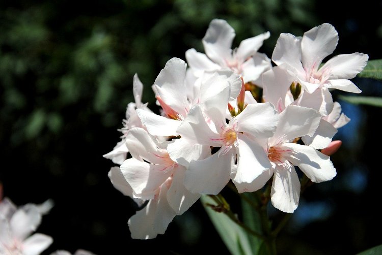 plante toxique oléanfre-blanc-fleur-poison