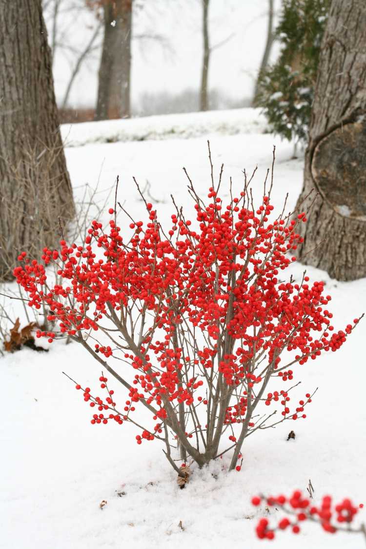 arbuste à baies rouges -accent-accrocheur-hiver