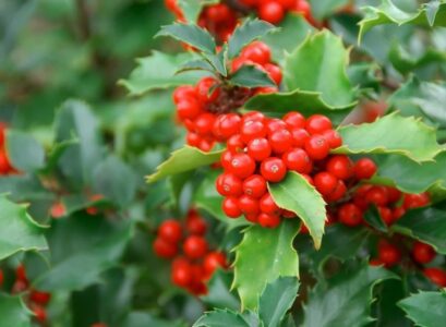 arbuste à baies rouges -feuilles-vert-foncé-acérées-Houx-commun
