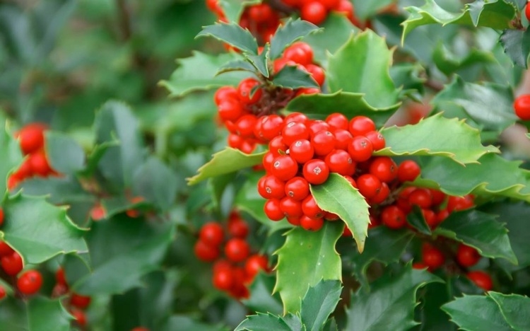 arbuste à baies rouges -feuilles-vert-foncé-acérées-Houx-commun