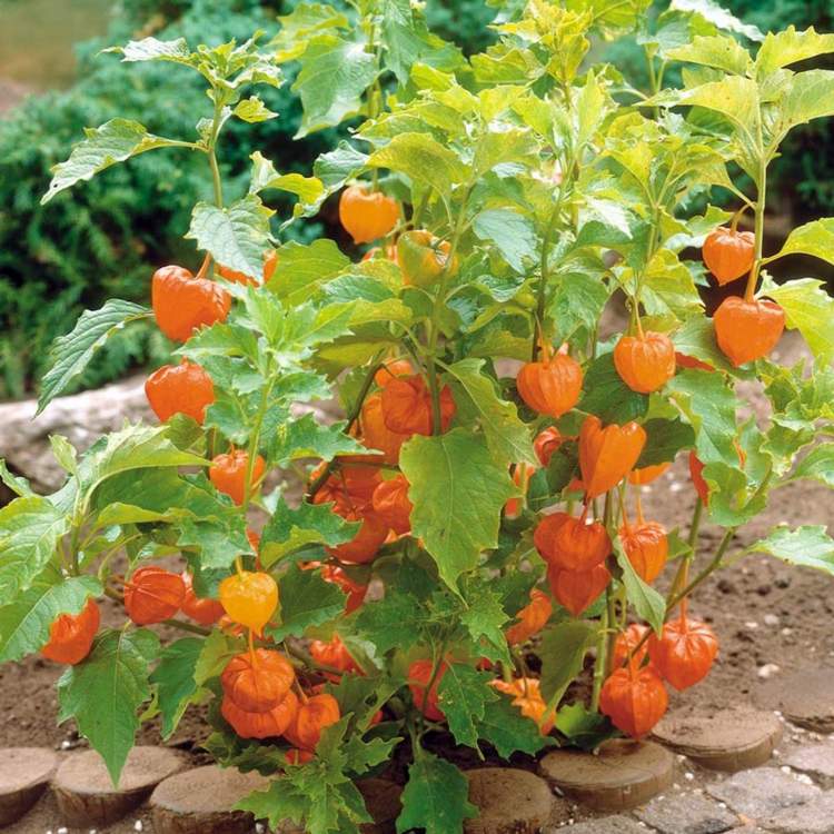 arbuste à baies rouges -oranges-cage-orange-lanternes-physalis