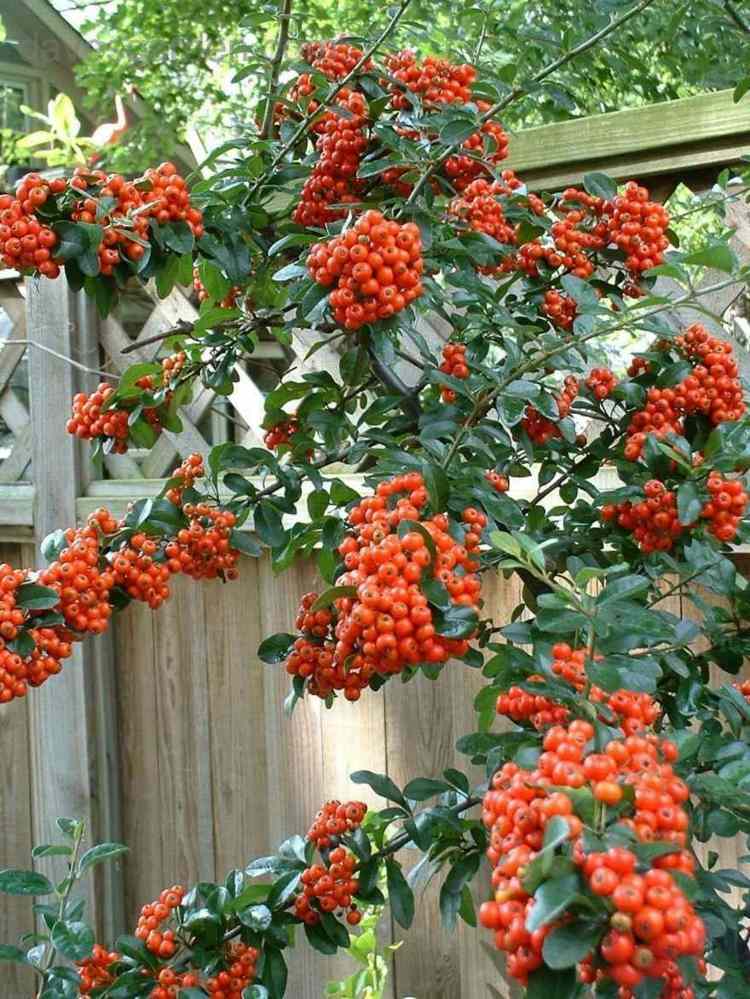 arbuste à baies rouges -orangées-grappes-feuilles-vertes-Pyracantha