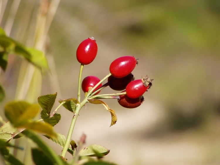 arbuste à baies rouges -ovoides-baies-Eglantier