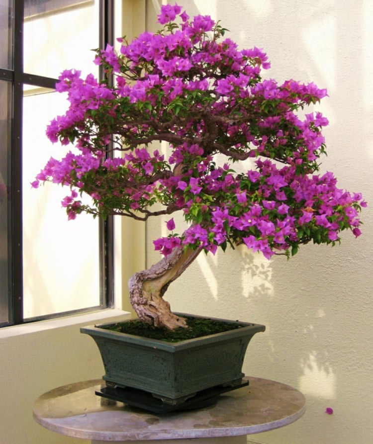 arbuste méditerranéen -Bougainvillier-bonsai-bractées-lilas