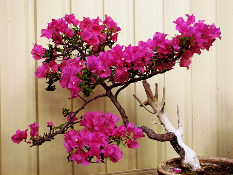 arbuste méditerranéen -Bougainvillier-bonsai-pot