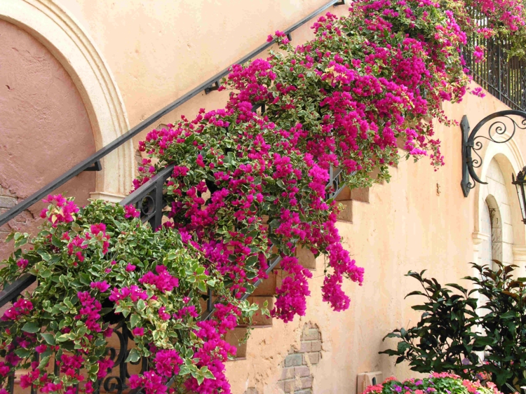 arbuste méditerranéen -Bougainvillier-grimpant-bractées-roses-rampe-escalier-extérieur