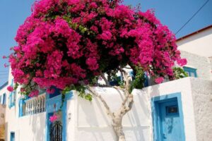 arbuste méditerranéen -Bougainvillier-grimpant-clôture-jardin
